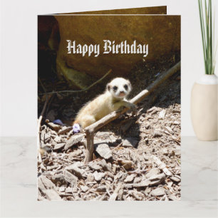 Carte Insy Winsy Baby Meerkat, grand anniversaire