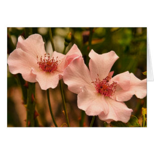 Carte intérieure blanche Rose de l'héloom rose