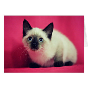 Carte intérieure de blanc siamois de chaton