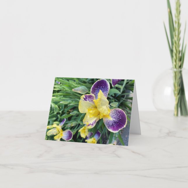 Carte Iris par Pretty (Devant)