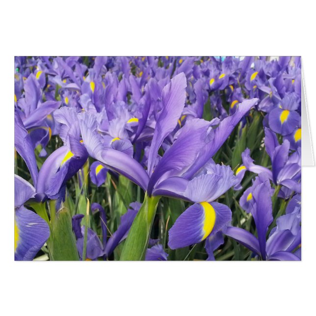 Carte Iris Violets (Intérieur vierge) (Devant horizontal)