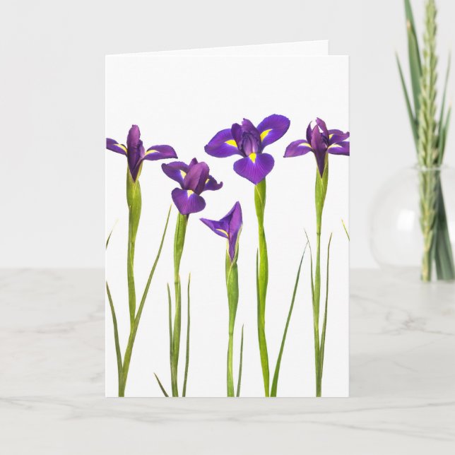 Carte Iris violets isolés sur un arrière - plan blanc (Devant)