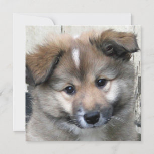 Carte Irish Sheepdog 2014-0801