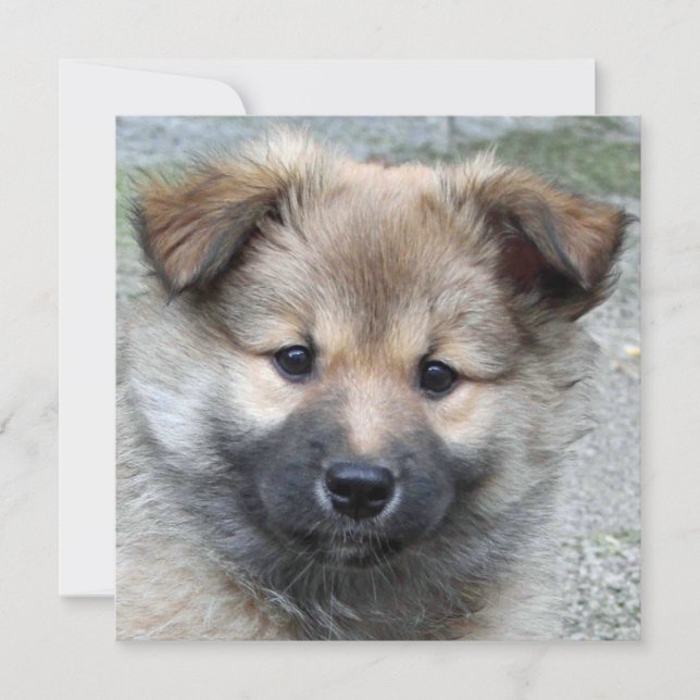 Carte Irish Sheepdog 2014-0803 (Devant)