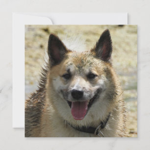 Carte Irish Sheepdog 2014-0807