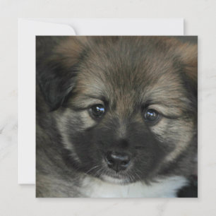 Carte Irish Sheepdog 2014-0808