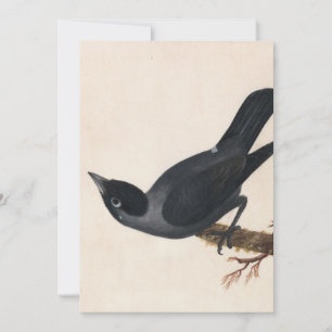 Carte Jackdaw William Lewin