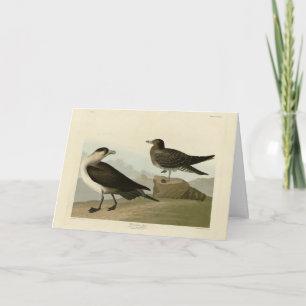 Carte Jager de Richardson de Audubon's Birds of America