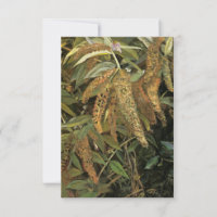 Jardin de la fenêtre (par Lucian Freud)