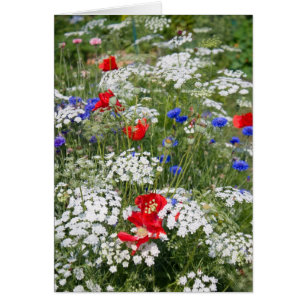 Carte Jardin Patriotique Fleur