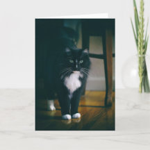 Jasper le chat tuxedo