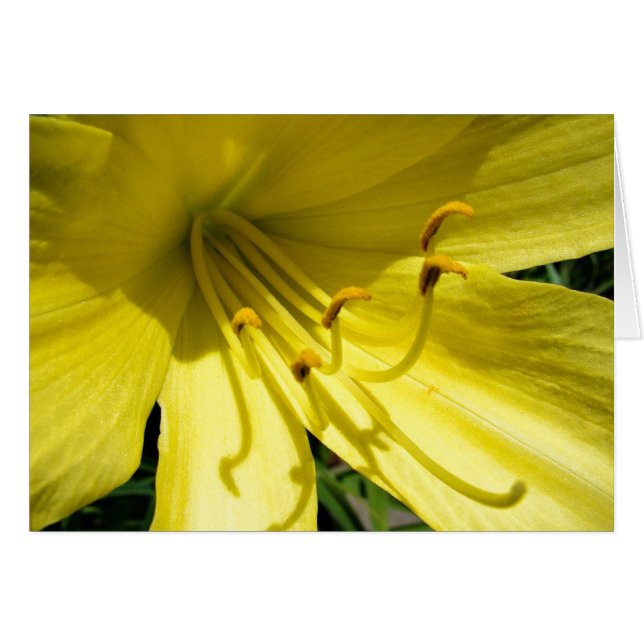 Carte jaune de Daylily (Devant horizontal)