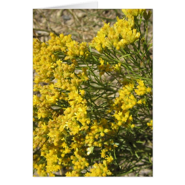 Carte jaune de fleur sauvage de prairie (Devant)