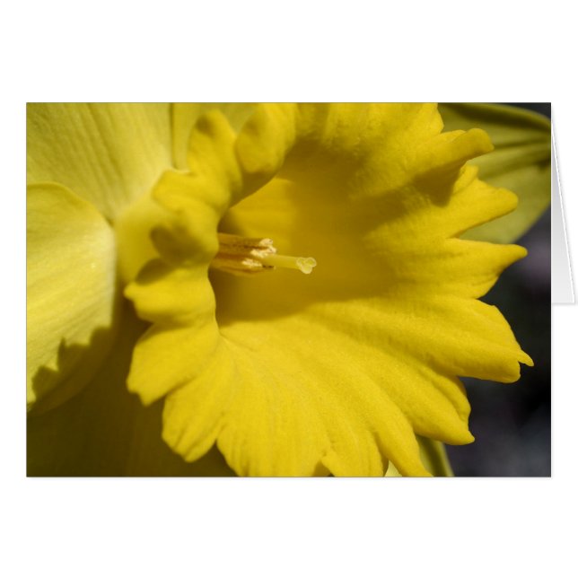Carte jaune de photographie de fleur de jonquille (Devant Horizontal)