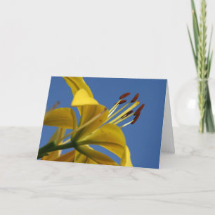 Carte Jaune Lily