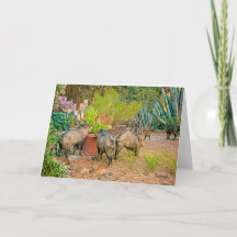 Javelinas à la Casita
