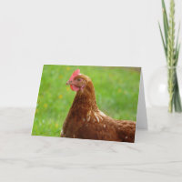 Jay Hen Rhode Island Poulet rouge