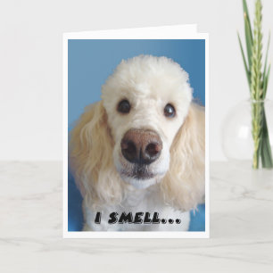 Carte Je Sens Un Vieux Caniche Blanche Au Gros Nez