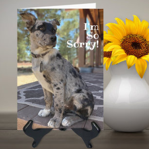 Carte Je suis désolé chien de bétail brindle Joyeux anni