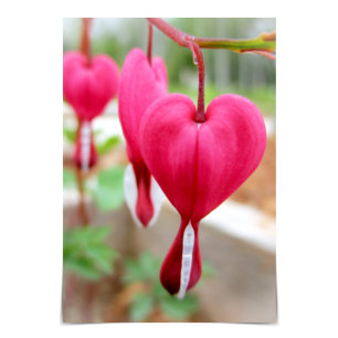 Carte Je T'Aime Bleeding Heart Flower Card