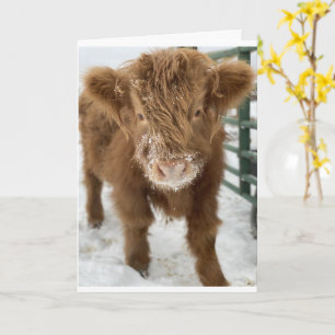 Carte JE VOUS DONNE UNE "MOO" POUR VOTRE "50e ANNIVERSAI