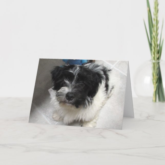 Carte Je Vous Manque - Chien Havanais (Devant)