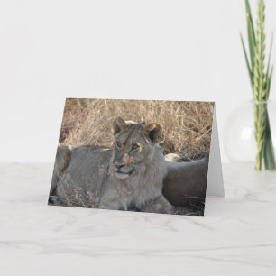 Carte Jeune lion, Tanzanie