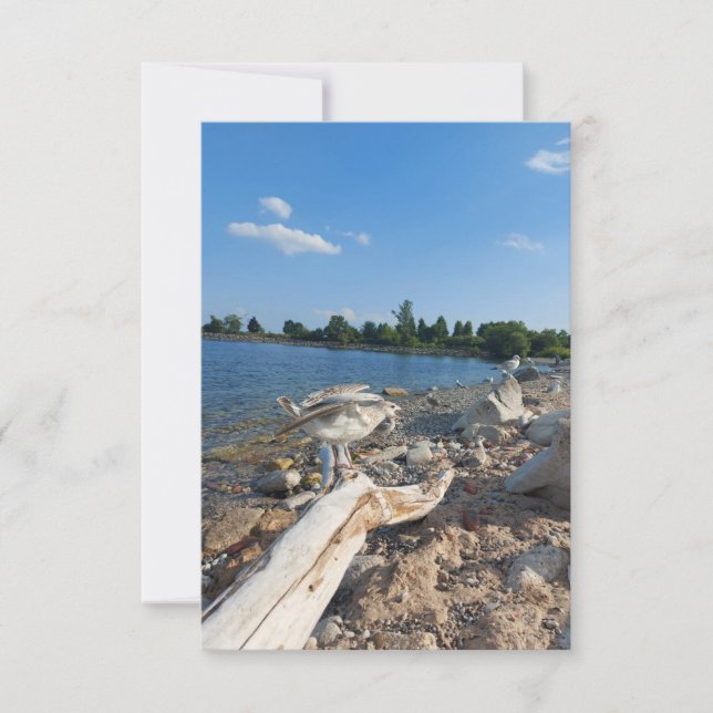 Carte Jeune mouette au bord du lac (Devant)