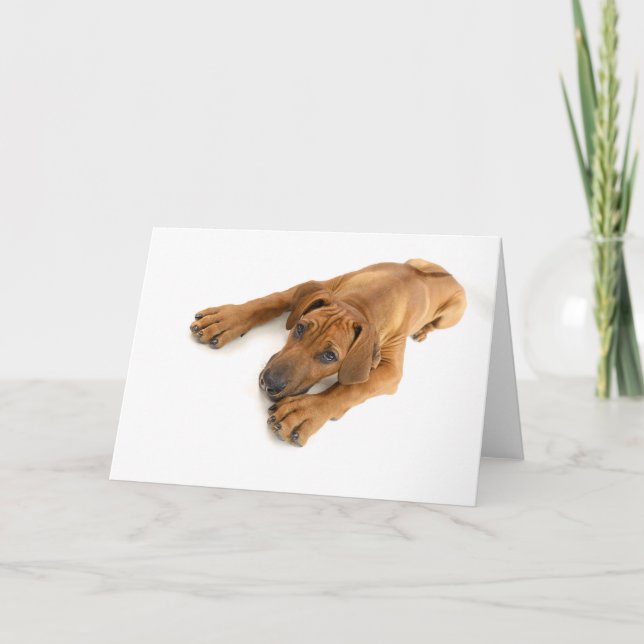 Carte Jeune ridgeback (Devant)