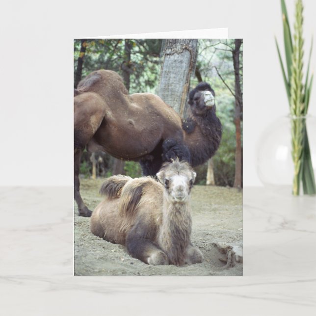 Carte Jingle Baba et Purnimama (Devant)