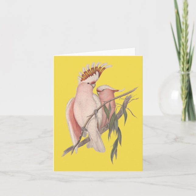 Carte John Gould de Galah d'Australien (Devant)