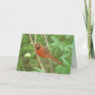 Carte Joli Cardinal Mâle sur une Branche Pensant à Vous