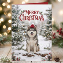 Joli chiot Pomsky amateur de chien Husky Noël