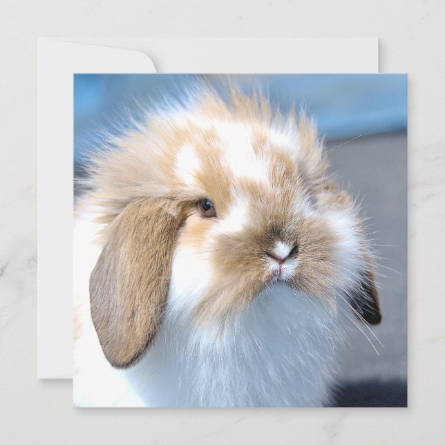 Carte Joli lapin blanc et brun flamand (Devant)