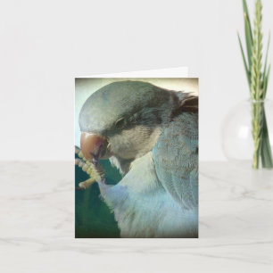 Carte Joli oiseau, anniversaire