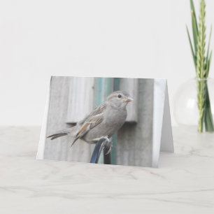 Carte Joli petit moineau perché sur une mangeoire à oise
