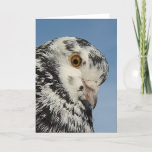 Carte Joli Pigeon Repéré Gros Plan, Blanc À L'Intérieur
