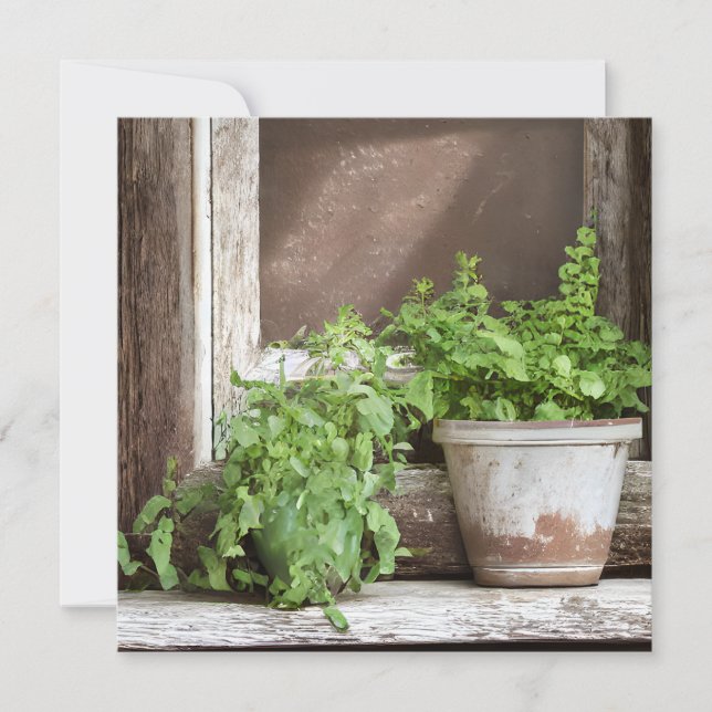 Carte Joli Plante dans une fenêtre rustique (Devant)