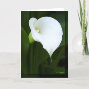 Carte Jolie calla lily