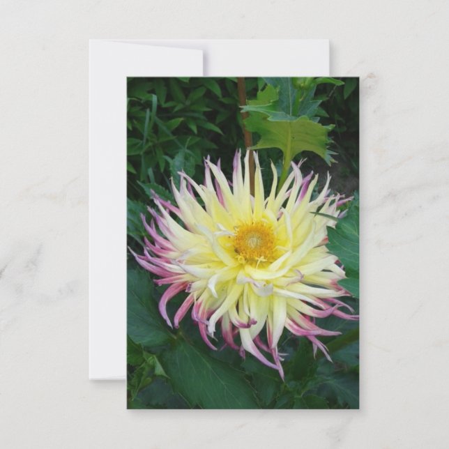 Carte Jolie Fleur Dahlia (Devant)