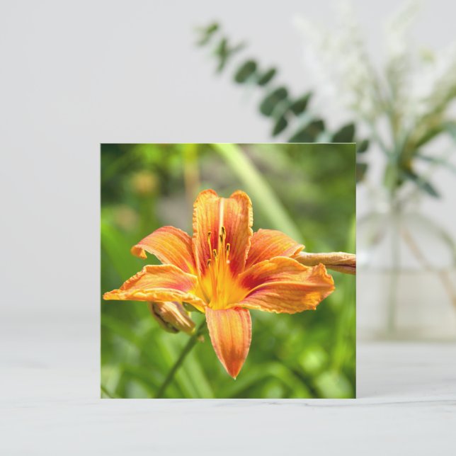 Carte Jolie grande photo de fleur de Lys (Debout devant)