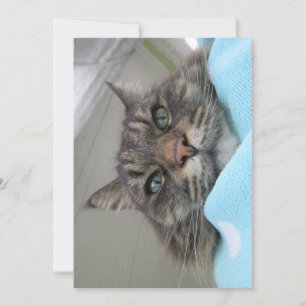 Carte Jolie Maine Maine Coon Kitty Day Dream