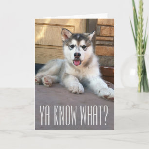 Carte Jolie photo de chiot Malamute d'Alaska Miss You