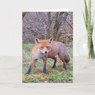 Carte Jolie scène de faune avec renard roux pour les amo