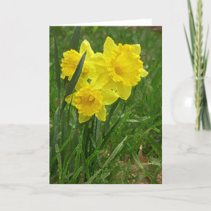 Carte Jonquilles