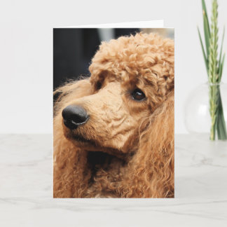 Carte Jour 2010 #19 de caniche