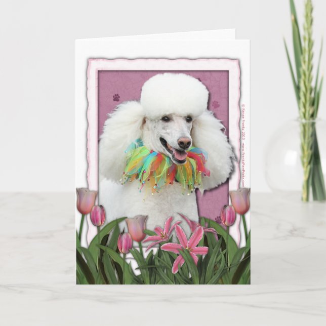 Carte Jour de mères - tulipes roses - caniche - blanc (Devant)