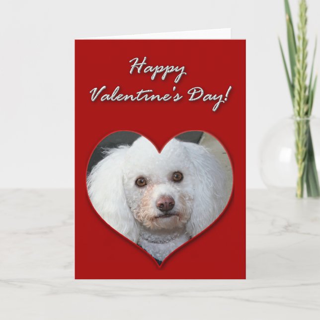 Carte Jour des Valentines aux canicules blancs (Devant)