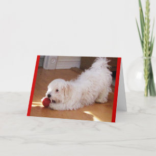 Carte Joyeuse fête des mères - Chien Havanais