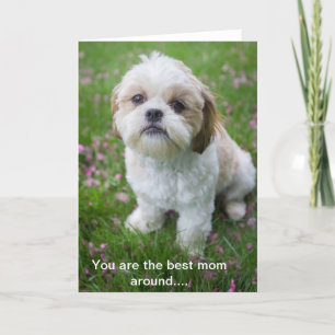 Carte Joyeuse fête des mères d'Edie le tzu chiite